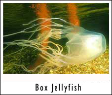 Boxjelly Fish