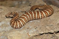 Death Adder