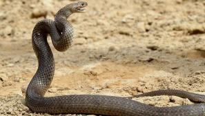 Eastern brown snake